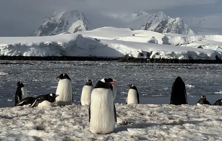 Пингвины на антарктической станции "Академик Вернадский".
