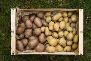 В Украине подорожал картофель
