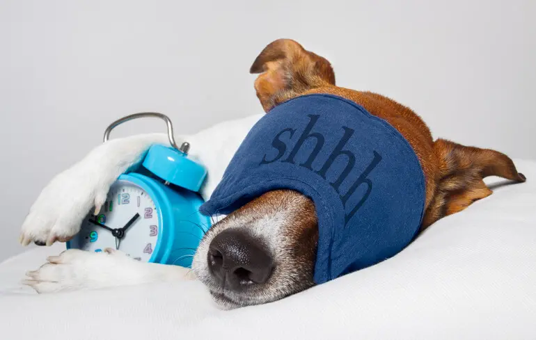 У «сов» чаще наблюдаются проблемы с сердцем: ученые рассказали, почему