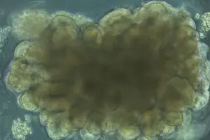 Вчені виростили в лабораторії мізки та змусили їх вирішувати інженерні проблеми