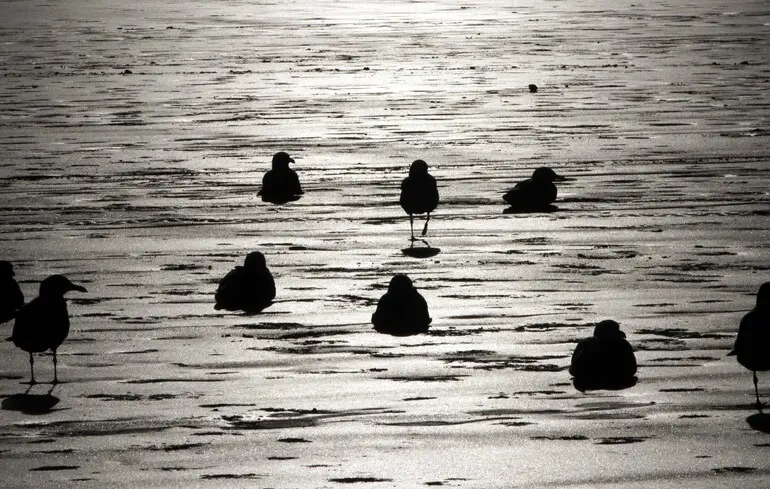 Выбросы мазута на крымских пляжах приводят к гибели птиц