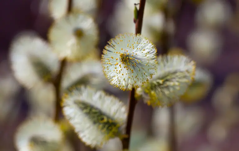 Вербна неділя: коли святкуватимуть в цьому році