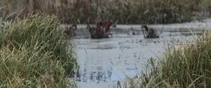 Еврокомиссия: леса и болота могут стать новой линией обороны Европы