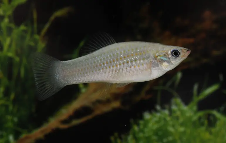 Амазонская молли (Poecilia formosa).