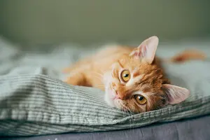 Чому коти завжди падають на лапи: вчені знайшли ще одне пояснення
