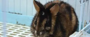 В горах Юго-Восточной Азии камеры зафиксировали одного из самых редких кроликов мира: фото