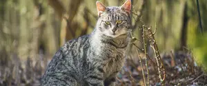 Настоящая весна: какой будет погода на выходных