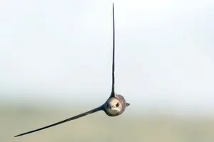 10 тысяч километров без GPS: как перелетные птицы находят дорогу назад в Украину