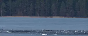 Дрон залетел в Литву и взорвался вблизи границы с Беларусью