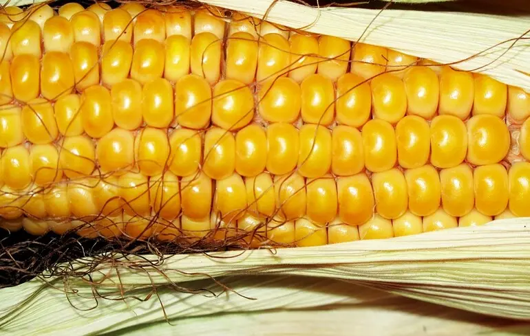 Завладение зерном на 776 млн грн: экс-чиновники ГПЗКУ получили подозрения от НАБУ