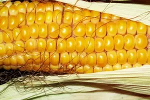 Завладение зерном на 776 млн грн: экс-чиновники ГПЗКУ получили подозрения от НАБУ