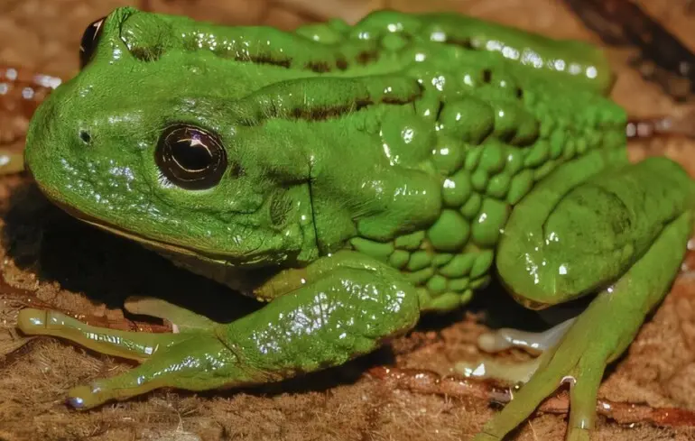 В Перу нашли новый вид лягушки, которая носит икру в сумке на спине