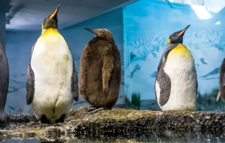 Все как у людей: сытая жизнь в зоопарке негативно сказывается на здоровье пингвинов