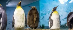 Все как у людей: сытая жизнь в зоопарке негативно сказывается на здоровье пингвинов