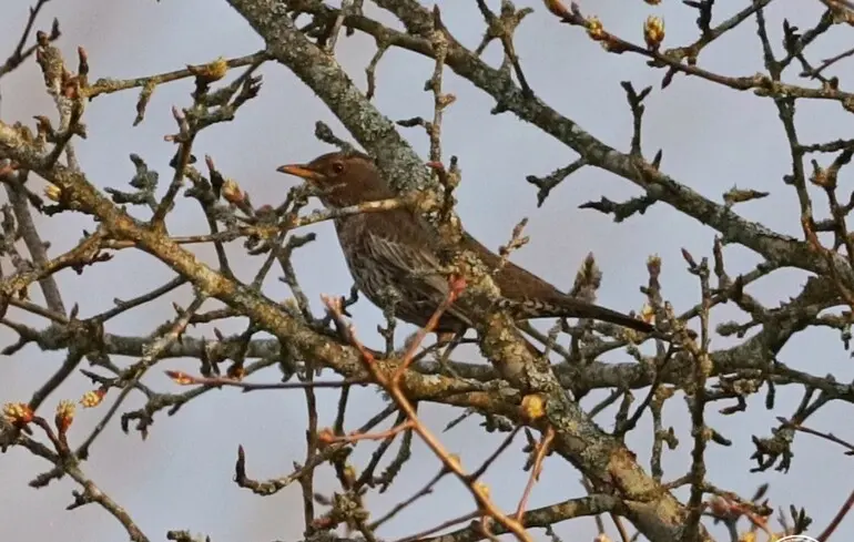 Дрозд горный.