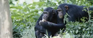 Ученые рассказали о первой «гражданской войне» среди шимпанзе