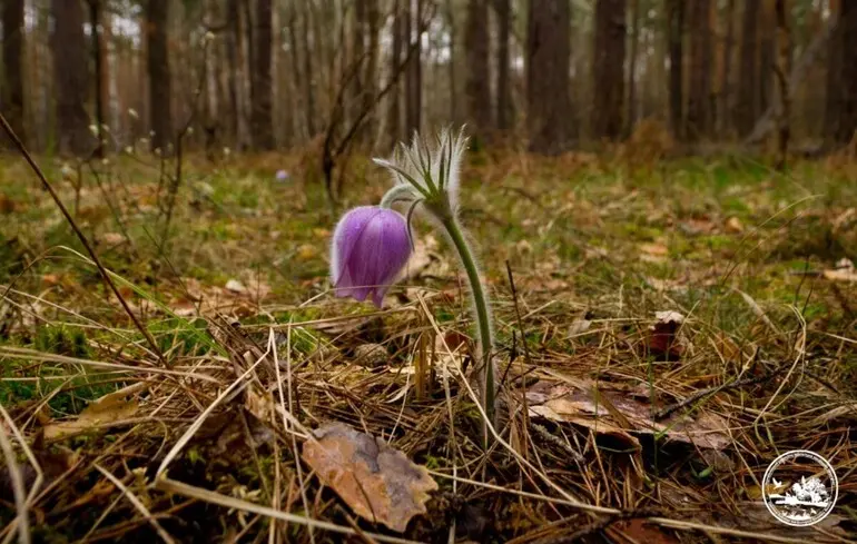 Сон широколистный (сон-трава).