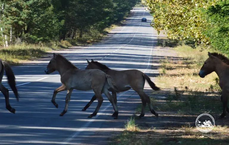 Лошади Пржевальского в Чернобыльском радиационно-экологическом биосферном заповеднике.