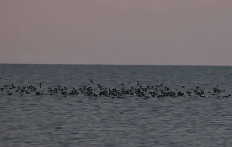 Рідкісне явище помітили на Одещині: кілька тисяч малих буревісників пролетіли над Чорним морем
