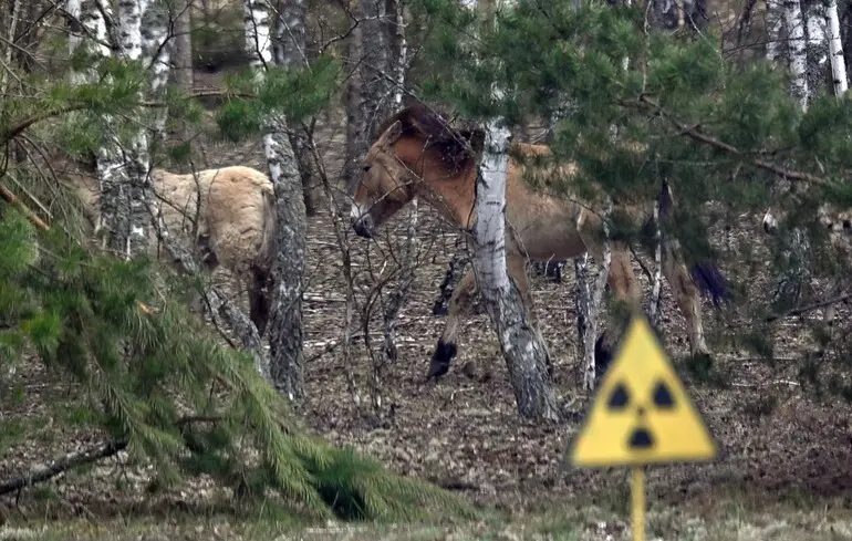 Чорнобиль не закінчився. Чому катастрофа 1986 року досі визначає українське майбутнє