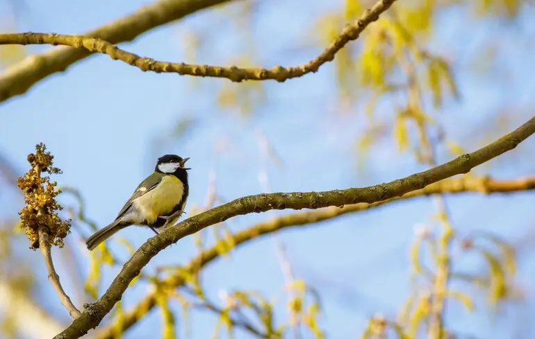 Уроки мови: як українською назвати весняні місяці