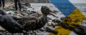 Экологическая катастрофа на побережье Крыма: птицы гибнут из-за мазута