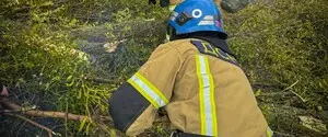Ураган в Киеве уничтожил исторический каштан на Печерске