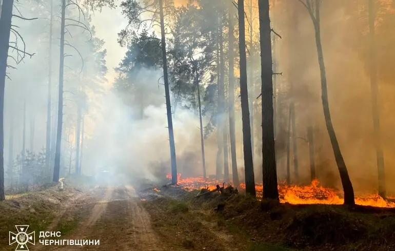 У Чернігівській області вдалося локалізувати масштабну лісову пожежу — фото