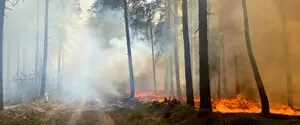 В Черниговской области удалось локализовать масштабный лесной пожар — фото