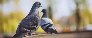 В печени голубей нашли загадочный квантовый компас
