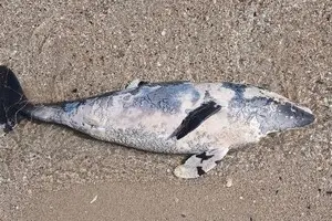 Чорне море втрачає своїх символів: на Одещині виявили 15 загиблих китоподібних