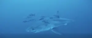 Большую белую акулу впервые сняли на видео под водой в Средиземном море