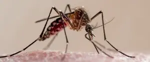 Ученые рассказали, почему комары кусают одних людей чаще, чем других
