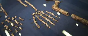 Вид древних людей удивил учёных: все найденные в пещере скелеты Homo naledi принадлежали женщинам