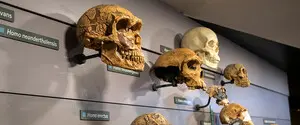 Открытие, которое переписывает историю эволюции: первые Homo sapiens, возможно, жили в тропических лесах