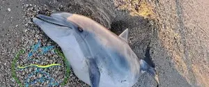 Экологи зафиксировали новую волну гибели дельфинов в Черном море