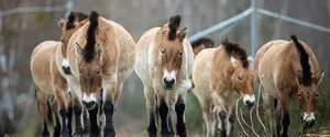 One Step from Extinction. Who Are They—Ukraine’s Rarest Animals, the Ones We May Never See Again