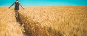В Україні лише дві області зберегли високу якість ґрунтів — дослідження