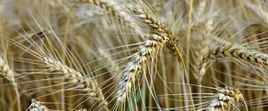 Программа «5-7-9%»: правительство снизило ставку для агропроизводителей