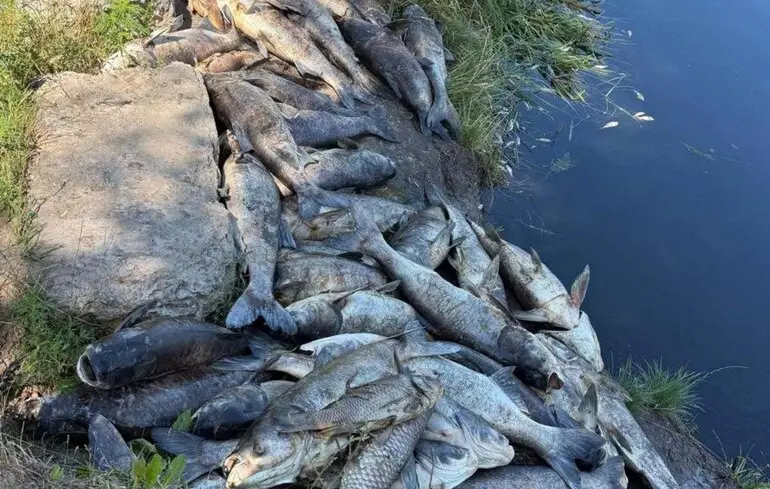 На Київщині зафіксували масовий мор риби у трьох водоймах: що відомо