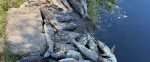 В Киевской области зафиксировали массовую гибель рыбы в трех водоемах: что известно