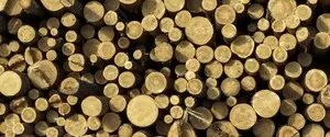 Правительство рассмотрит вопрос о продлении моратория на экспорт леса-кругляка