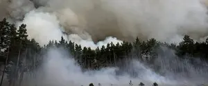 На Київщині вирує масштабна лісова пожежа