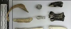Розповіли про теплішу Антарктиду: вчені дослідили останки доісторичних пінгвінів