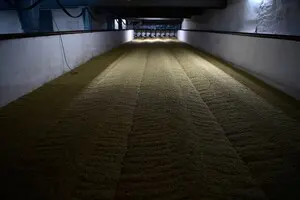 Російські аграрії закликали скоротити посіви через зупинку експорту зерна — Reuters