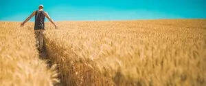 Пшениця дорожчає: світовий ринок побоюється скорочення поставок