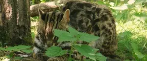У изолированной популяции кошек на японском острове появилась новая тревожная черта