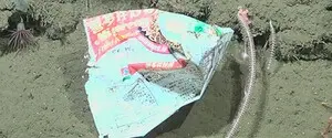 Пакет від локшини знайшли в недослідженій ущелині в океані на глибині 2000 метрів