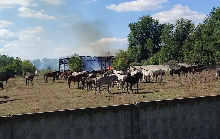 Росіяни двічі атакували єдиний в Україні племінний кінний завод