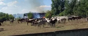 Росіяни двічі атакували єдиний в Україні племінний кінний завод